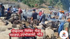 पोखरामा भित्रिए भेडा च्याङग्रा,उपभोक्ताको भीड