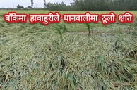 बाँकेमा हावाहुरीले धानवालीमा ठूलो क्षति